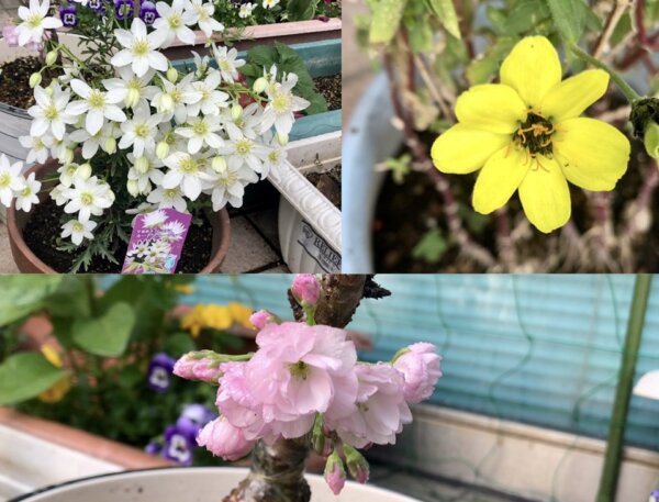 春のお花たち