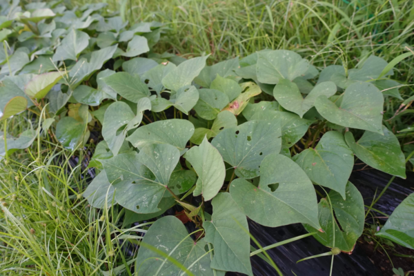 鹿児島デイサービス　園芸活動　夏野菜