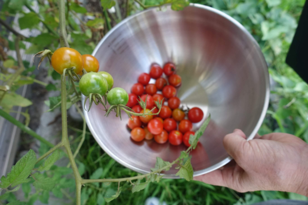 鹿児島デイサービス　園芸活動　夏野菜