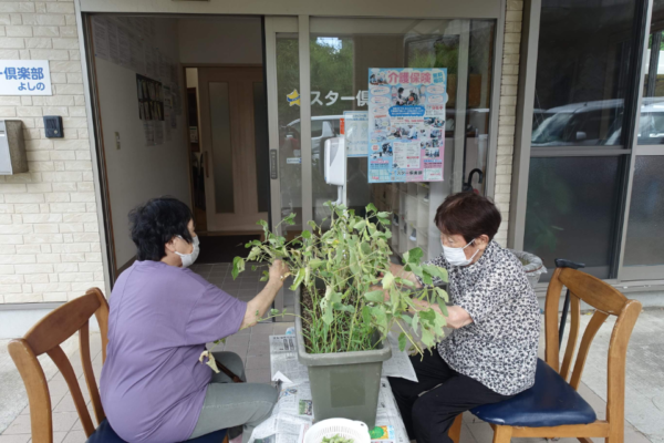 鹿児島ディサービス　園芸活動　収穫