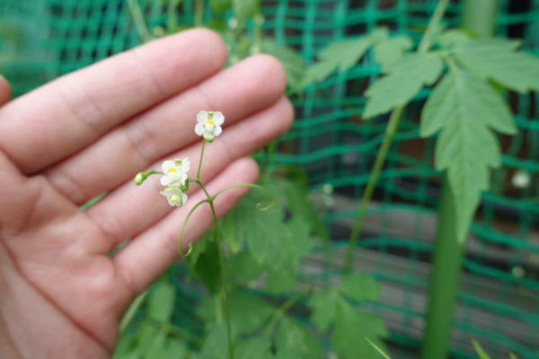 鹿児島　デイサービス　園芸　花　野菜