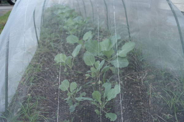 鹿児島ディサービス　農園　野菜