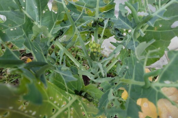 鹿児島　デイサービス　園芸活動　果物　野菜