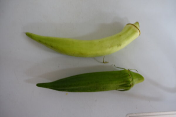 鹿児島　デイサービス　園芸　野菜　夏野菜