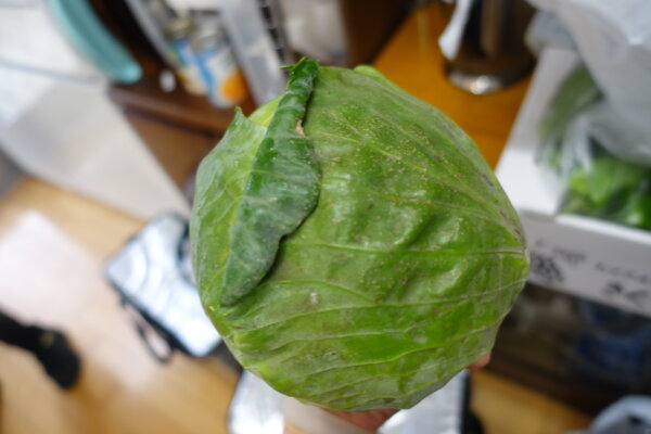 鹿児島　デイサービス　園芸　野菜　昼食
