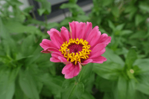 鹿児島デイサービス　百日草　生け花