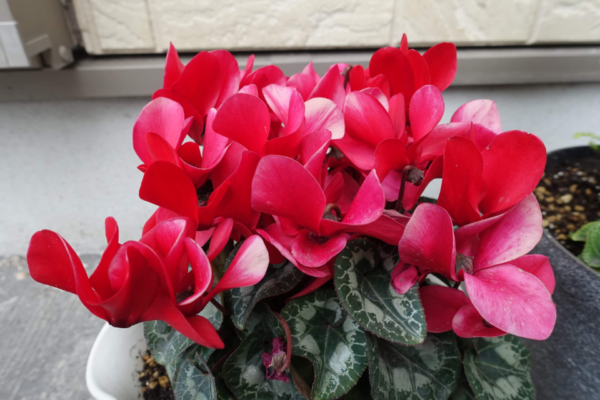 鹿児島デイサービス　クリスマス　花