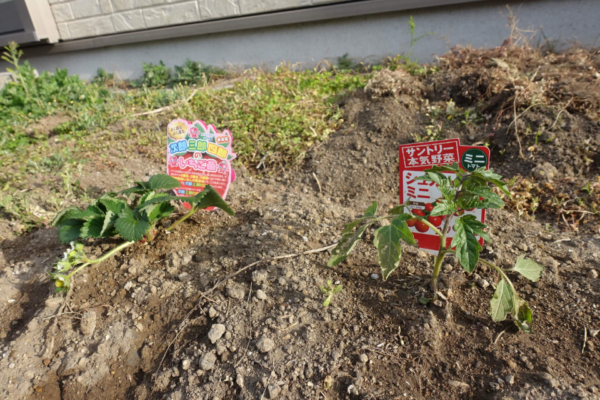 鹿児島ディサービス　園芸　苗