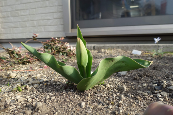 鹿児島ディサービス　園芸　チューリップ