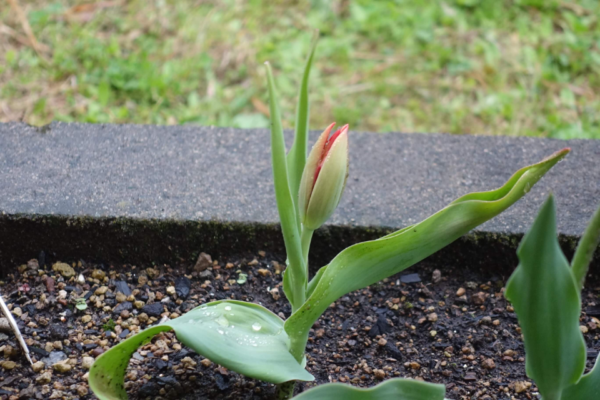 鹿児島ディサービス 園芸 チューリップ