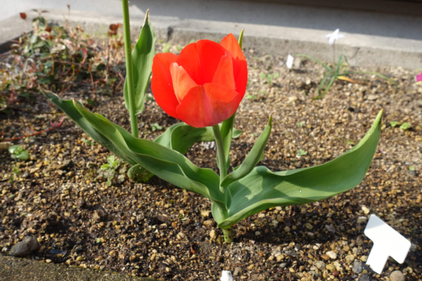 鹿児島ディサービス 園芸 チューリップ