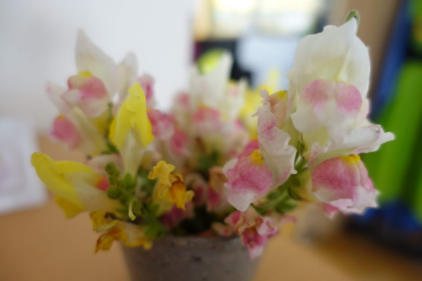 鹿児島ディサービス　花　金魚草