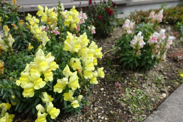 鹿児島ディサービス　花　金魚草