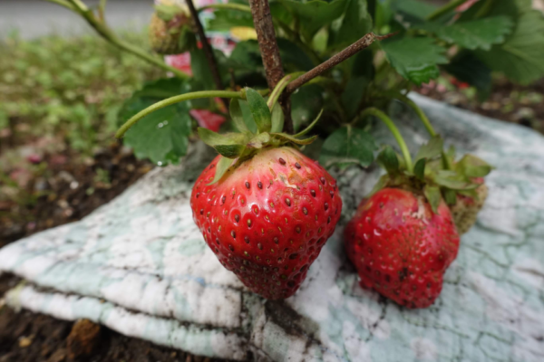鹿児島ディサービス　園芸　イチゴ
