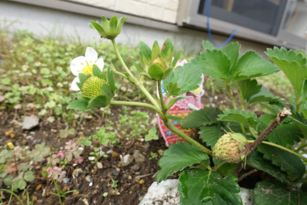 鹿児島ディサービス　園芸　イチゴ