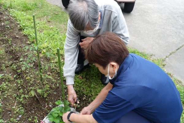 鹿児島ディサービス　園芸　イチゴ