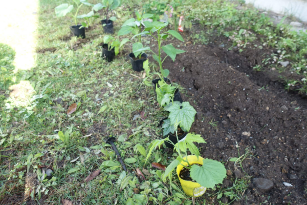鹿児島ディサービス　園芸　苗
