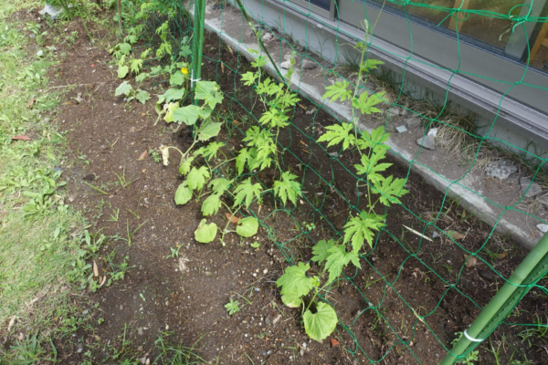 鹿児島ディサービス　園芸　野菜
