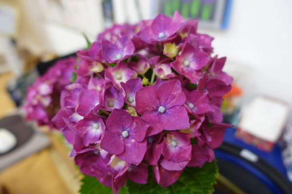 鹿児島ディサービス 花 紫陽花