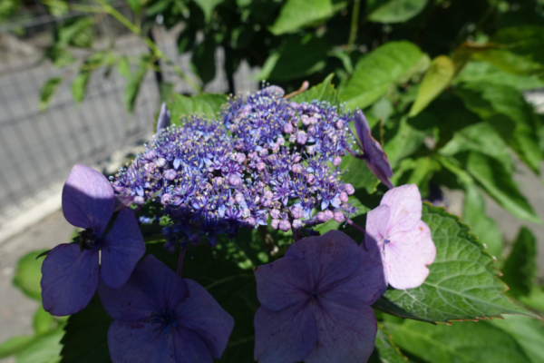 鹿児島ディサービス　花　紫陽花