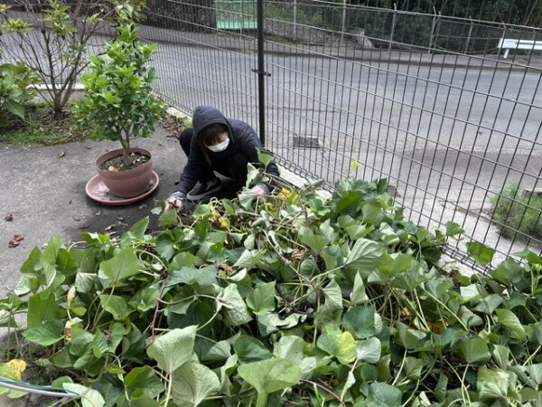 鹿児島　デイサービス　園芸活動　サツマイモ