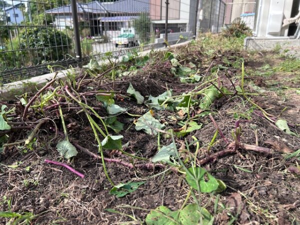 鹿児島　デイサービス　園芸活動　野菜　芋