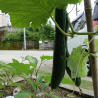 鹿児島ディサービススター俱楽部よしの　農園　様子