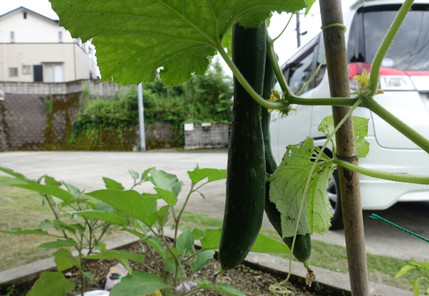 鹿児島ディサービススター俱楽部よしの　農園　様子