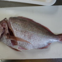 鹿児島スター俱楽部よしの　魚　釣り