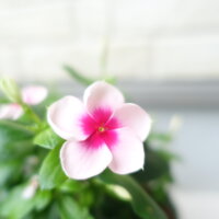 鹿児島スター俱楽部よしの 花 一輪