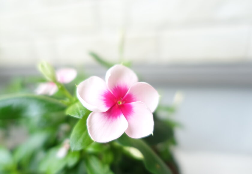 鹿児島スター俱楽部よしの　花　一輪