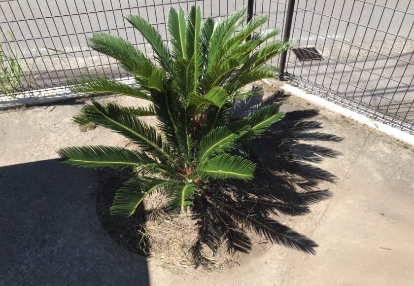 鹿児島 デイサービス 地域密着型通所介護事業 スター倶楽部よしの 芝刈り4