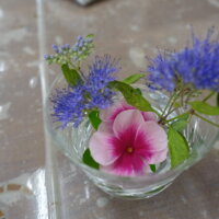 鹿児島スター俱楽部よしの 花 9月