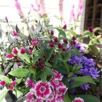 鹿児島スター俱楽部よしの 花 外