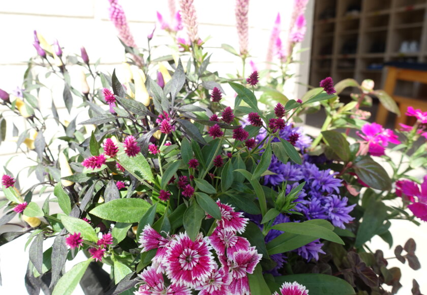 鹿児島スター俱楽部よしの 花 外