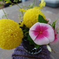 鹿児島スター俱楽部よしの 花 花瓶