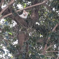 鹿児島 デイサービス 地域密着型通所介護事業 スター倶楽部　猫１