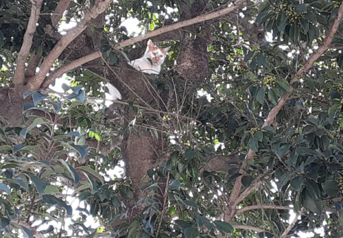鹿児島 デイサービス 地域密着型通所介護事業 スター倶楽部　猫１