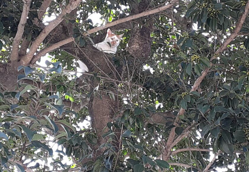 鹿児島 デイサービス 地域密着型通所介護事業 スター倶楽部　猫１