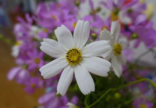 鹿児島スター俱楽部よしの 秋桜 花