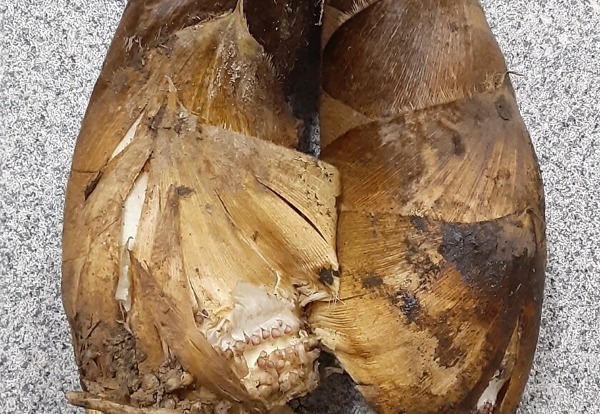 鹿児島 デイサービス 地域密着型通所介護事業 スター倶楽部 差し入れのタケノコ