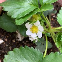 鹿児島 デイサービス 地域密着型通所介護事業 スター倶楽部 イチゴの花