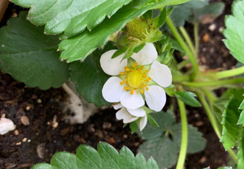 鹿児島 デイサービス 地域密着型通所介護事業 スター倶楽部　イチゴの花