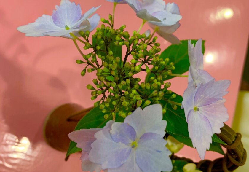 鹿児島 デイサービス スター倶楽部 アジサイ