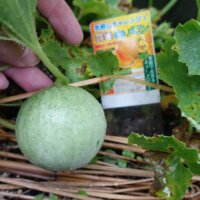 鹿児島ディサービス メロン 実