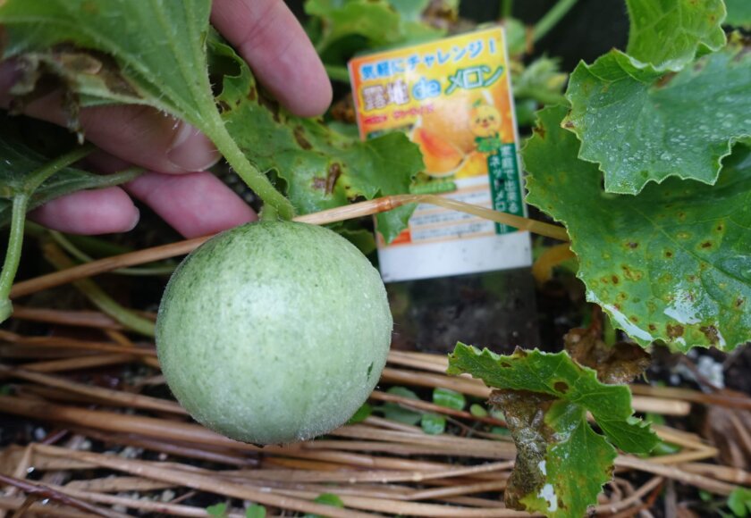 鹿児島ディサービス メロン 実