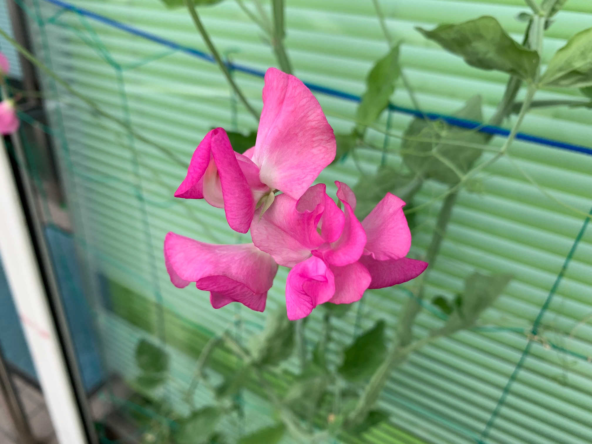 デイサービスでは花よりラッキョウ 鹿児島 デイサービス スター倶楽部