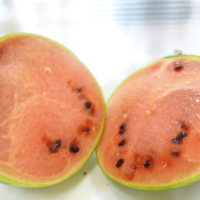 鹿児島ディサービス　農園　スイカ