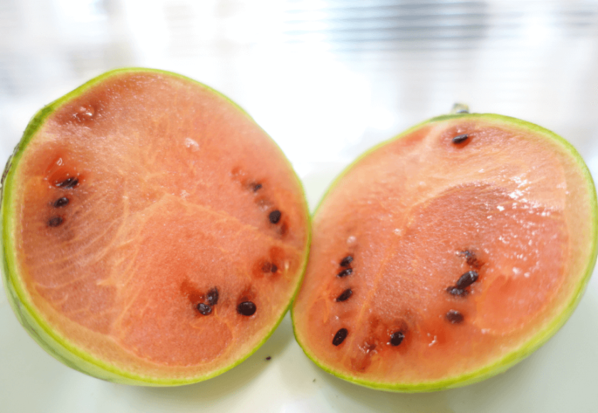 鹿児島ディサービス 農園 スイカ