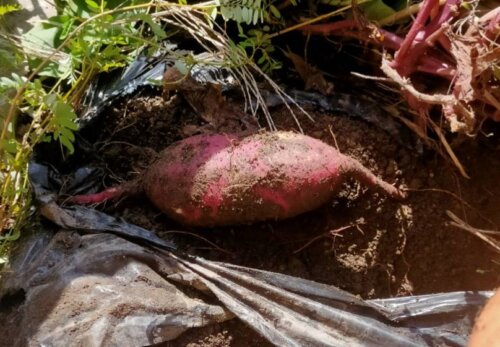 鹿児島 デイサービス スター倶楽部よしの　農園
